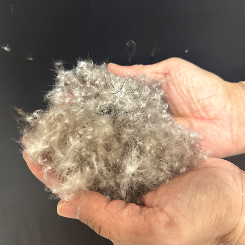 80% grijze eendendons