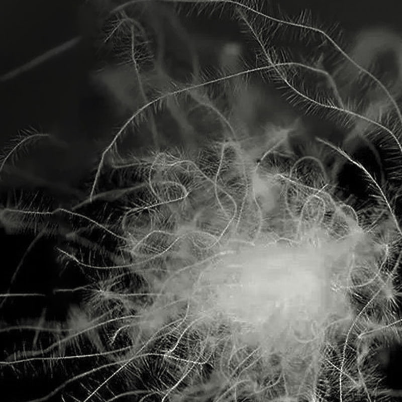 50% grijze eendendons