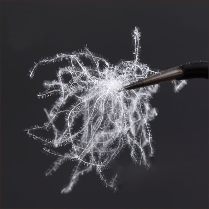 80% puur witte eendendons