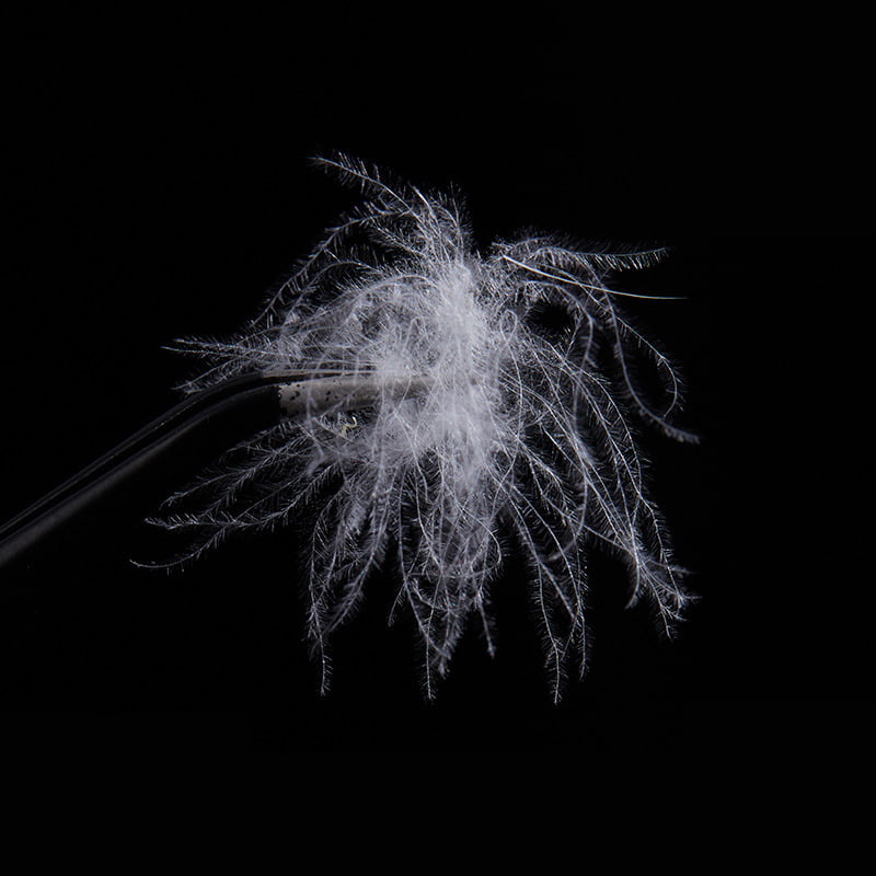 50% puur witte eendendons